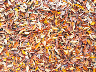 Red and orange autumn leaves background. Outdoor. Colorful background image of fallen autumn leaves perfect for seasonal use. Space for text