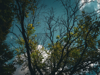 Naklejka premium green trees and a cloudy blue sky