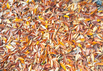 Red and orange autumn leaves background. Outdoor. Colorful background image of fallen autumn leaves perfect for seasonal use. Space for text