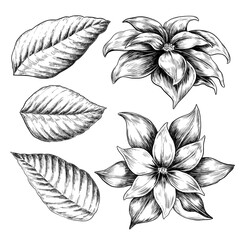 Poinsettia flowers with leaves set vector sketch illustration