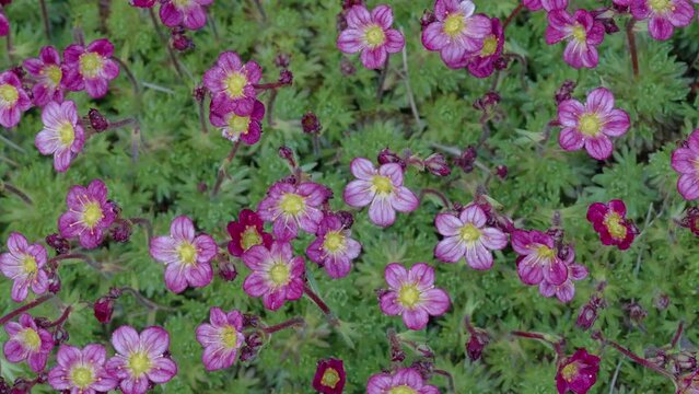 Top view of the purple tiny rockfoil flowers on the garden outside in Estonia