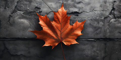 A maple leaf lying on a gray background,
