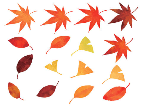 水彩風の紅葉のイラスト(もみじ、銀杏、枯れ葉、落ち葉、秋、冬、植物)