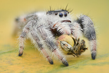 Extreme Close up of spider preying