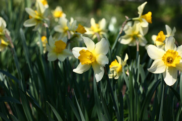 A large number of narcissuses look brightly and contrastly in beams of the morning sun.