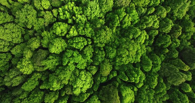 Drone view of Bali. Top view of Tropical forest interior. Nature background