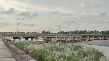 Obraz premium Cogon Grass in the Philippines, Asia