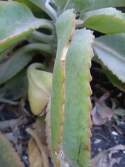 Fototapeta na wymiar aloe vera plant