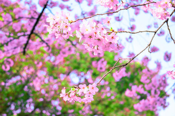 桜　満開　背景素材