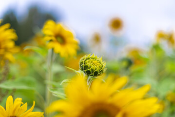 yellow flower, sunflowers