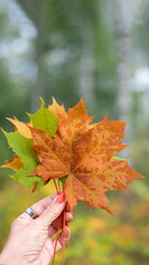 Colorful autumn leaves