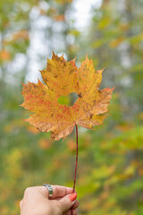 Colorful autumn leaves