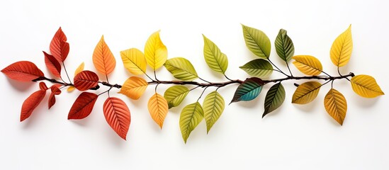 Rowan tree s branch adorned with multicolored leaves - obrazy, fototapety, plakaty