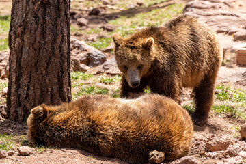 Brown Bear Cub Try's to wake another Cub