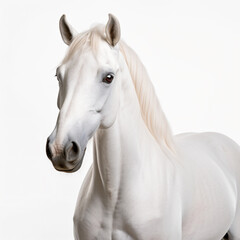 a white horse with a long mane standing