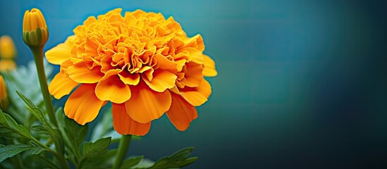 The innate attractiveness of the marigold blossom - obrazy, fototapety, plakaty