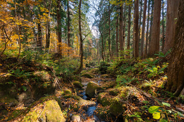 秋の紅葉の森と小さな川