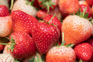group of strawberry fruit, Close up shot
