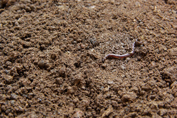 Earthworm's Segmented Body Glistens in Fresh, Wet Earth tropical