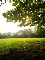 Tree Bathed in Sunlight in Lush Green Field, Serene Morning