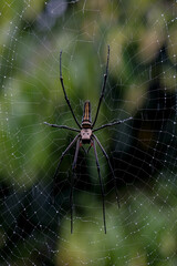 spider on the web