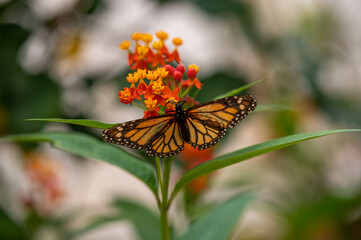 Schmetterling 
