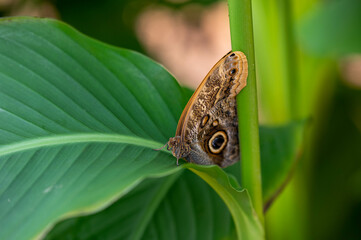 Schmetterling 