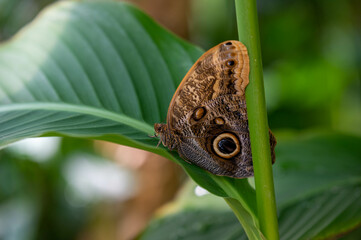 Schmetterling 