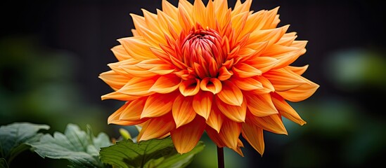 Take a closer look at an exquisite flower in a vibrant shade of orange