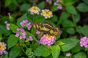 Schmetterling 