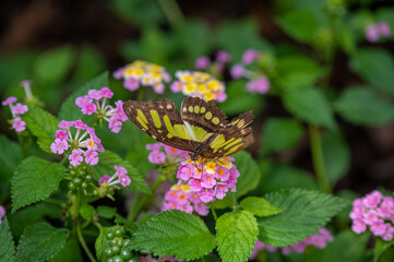 Schmetterling 