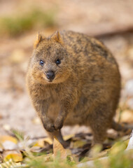 Close up of a Quokka, small marsupial macropod animal, located in natural habitat on Rottnest Island, western Australia