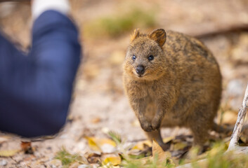 Close up of a Quokka, small marsupial macropod animal, located in natural habitat on Rottnest Island, western Australia
