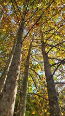 Japanese autumn leaves／beautiful trees and leaves／日本の秋の紅葉／美しい木々・葉／일본의 가을 단풍／아름다운 나무・잎