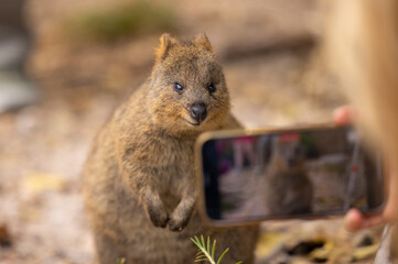 Fototapeta premium Quokka marsupial animal with tourists taking selfie photos, located in natural habitat on Rottnest Island, western Australia