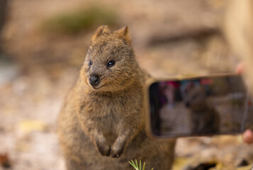 Quokka marsupial animal with tourists taking selfie photos, located in natural habitat on Rottnest Island, western Australia