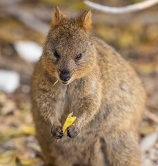 Naklejka premium Close up of a Quokka, small marsupial macropod animal, located in natural habitat on Rottnest Island, western Australia