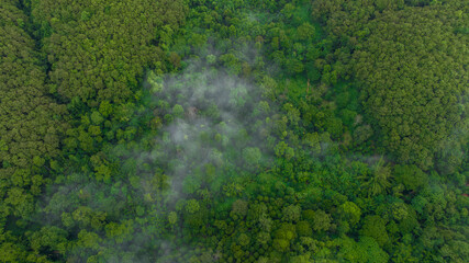 Aerial view green forest with morning fog, Misty landscape with green forest.