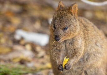 Close up of a Quokka, small marsupial macropod animal, located in natural habitat on Rottnest Island, western Australia