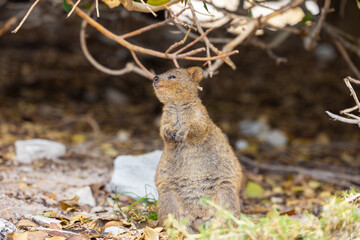 Close up of a Quokka, small marsupial macropod animal, located in natural habitat on Rottnest Island, western Australia