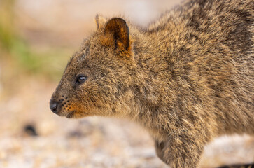 Close up of a Quokka, small marsupial macropod animal, located in natural habitat on Rottnest Island, western Australia