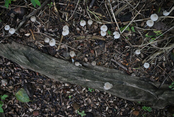 Top view of the Termitomyces Microcarpus mushrooms, blooming as a group on the soil