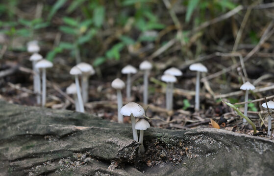 Two small white mushrooms blooming on the surface of a dead tree stem