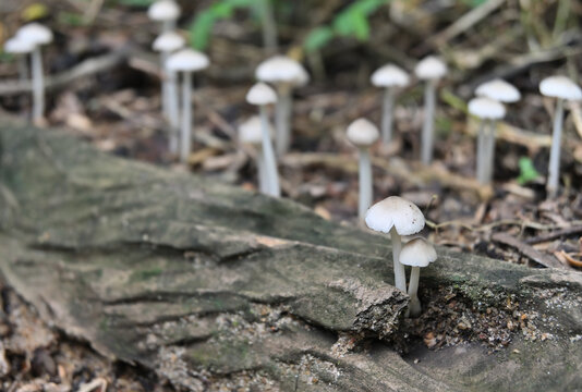 Two Termitomyces mushrooms bloom inside a hole that is located on a dead tree stem