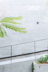 Modern minimalist accessible stairs with black metal railing and a Dwarf Umbrella Tree on an architecture building