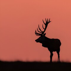 silhouette of a deer deer, animal, silhouette, nature, reindeer, illustration, mammal, wildlife, vector, wild, antler, 