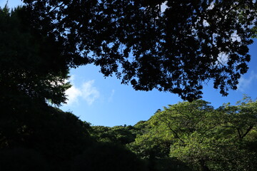 木々を見上げる　夏