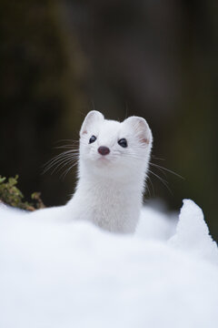 Ermine (Mustela erminea) Ermellino