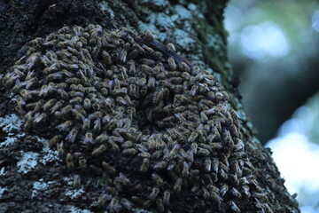 大磯　湘南平　高麗山　桜の木に巣を作るミツバチの大群