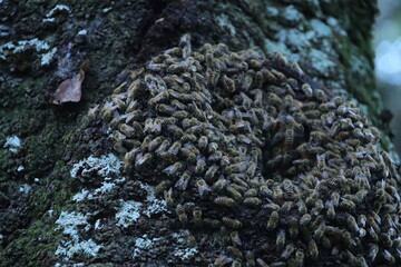 大磯　湘南平　高麗山　桜の木に巣を作るミツバチの大群